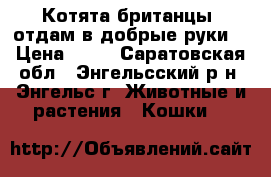 Котята британцы. отдам в добрые руки. › Цена ­ 10 - Саратовская обл., Энгельсский р-н, Энгельс г. Животные и растения » Кошки   